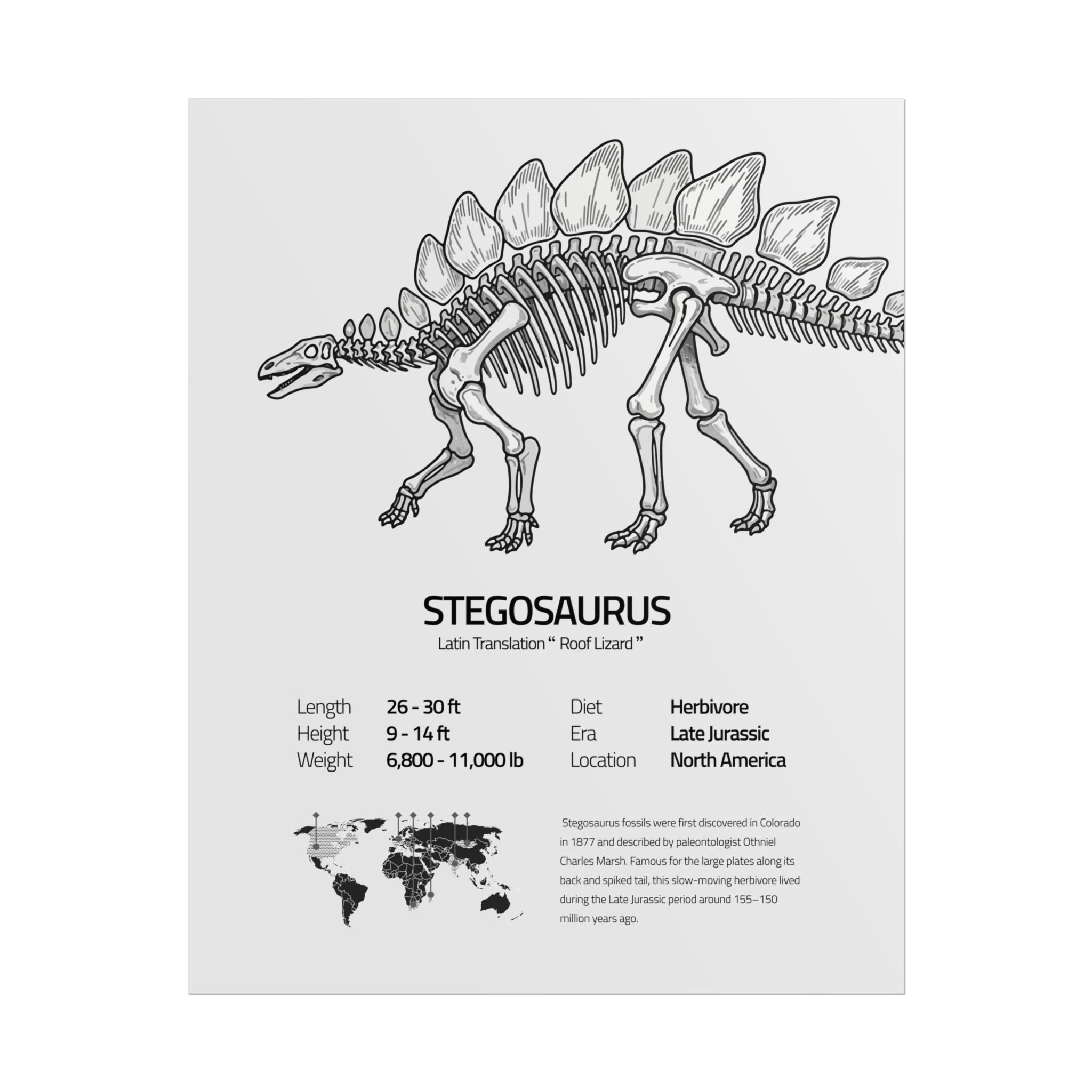 The Stegosaurus